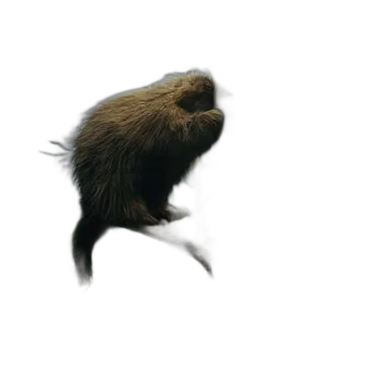 animal, hair, creature, staff, photorealistic, concept art, 3d render, beaver transparent PNG cut-out