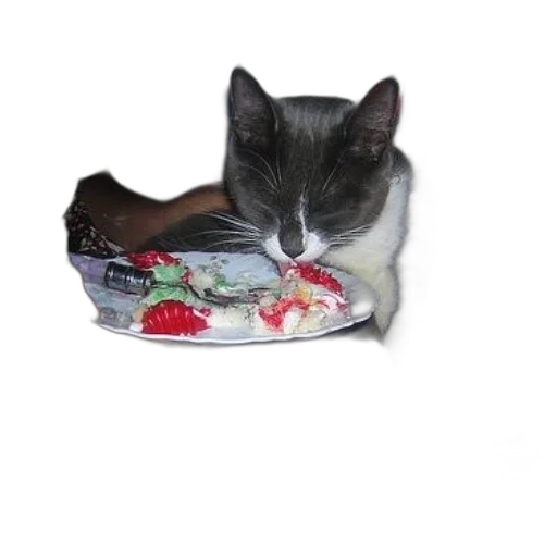 shoes, hat, animal, creature, cat, eating, cake, plate transparent PNG cut-out