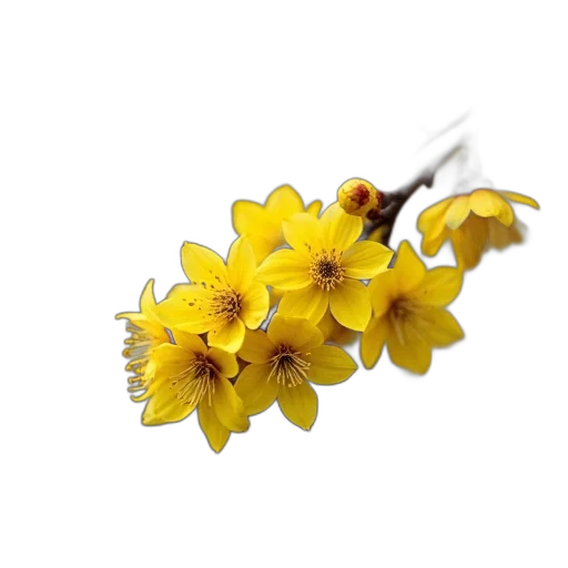 flower, crown, jewelry, staff, 3d render, photorealistic, golden, close-up transparent PNG cut-out