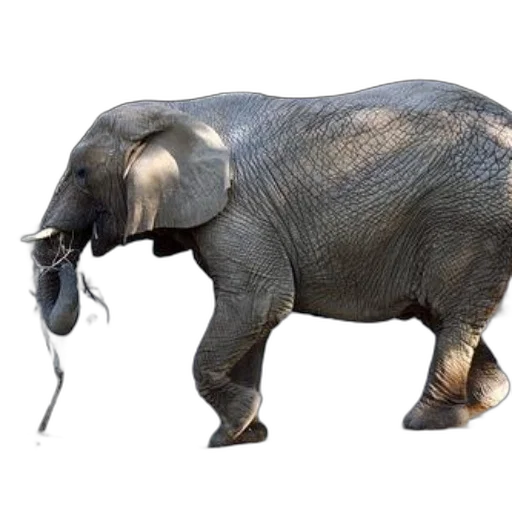 animal, creature, staff, weapon, 3d render, concept art, photorealistic, large transparent PNG cut-out