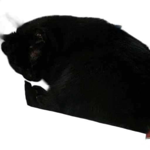 staff, hat, animal, furniture, photorealistic, black, cat, sleeping transparent PNG cut-out