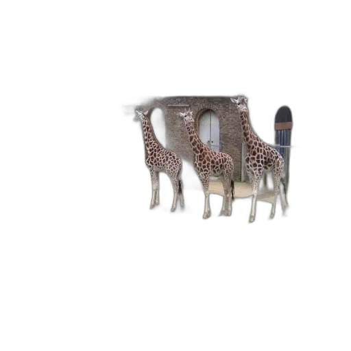 animal, furniture, jewelry, creature transparent PNG cut-out