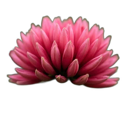 flower, jewelry, crown, staff transparent PNG cut-out