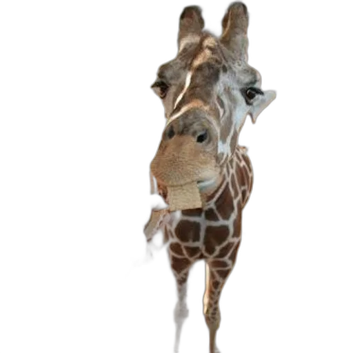 animal, creature, staff, face, photorealistic, 3d render, concept art, person transparent PNG cut-out
