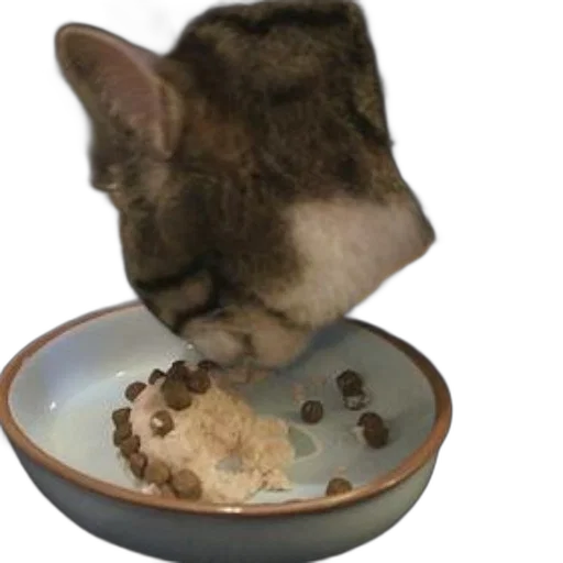 food, animal, creature, photorealistic, cat, wearing, sweater, eating transparent PNG cut-out