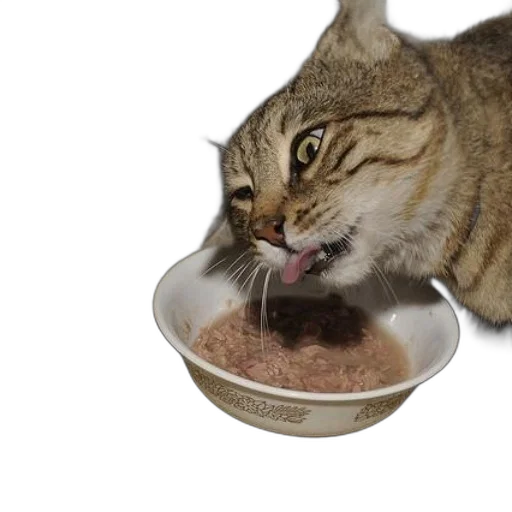 food, animal, creature, hat, photorealistic, 3d render, concept art, cat transparent PNG cut-out