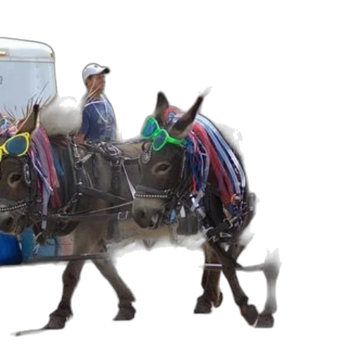 animal, concept art, photorealistic, two, donkeys, pulling, cart, parade transparent PNG cut-out