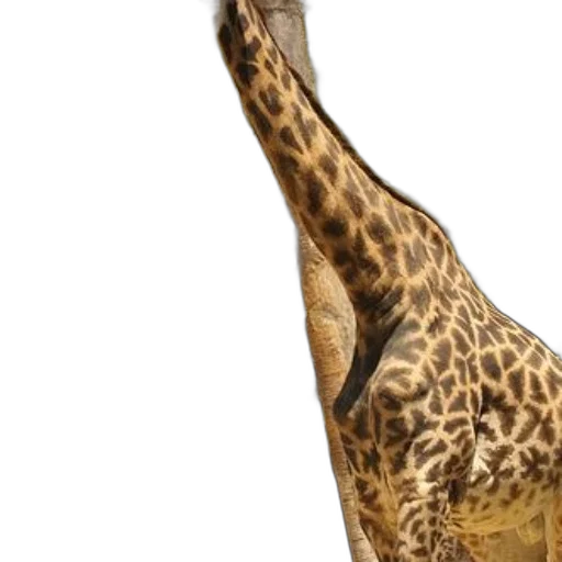 animal, shoes, creature, staff transparent PNG cut-out