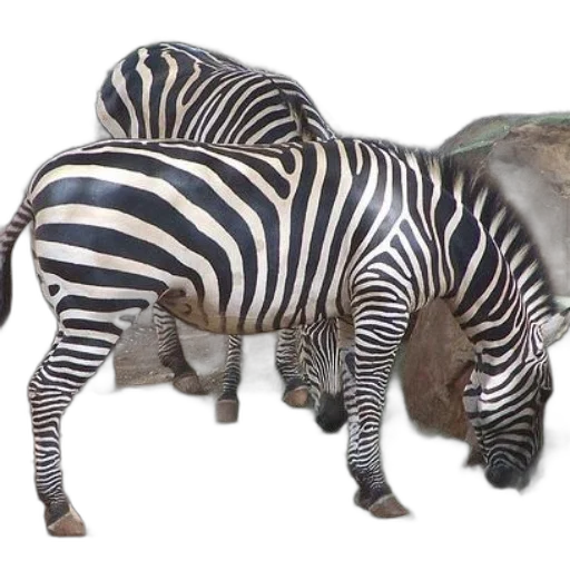 animal, furniture, creature, shoes transparent PNG cut-out