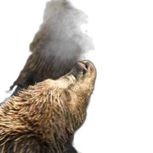 animal, photorealistic, 3d render, concept art, fog, two, wet, brown transparent PNG cut-out