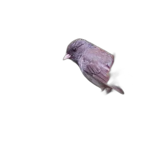 animal, flower, creature, hair, 3d render, photorealistic, concept art, underwater transparent PNG cut-out