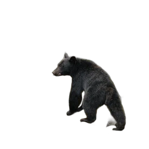 animal, creature, staff, food, 3d render, concept art, photorealistic, pixel art transparent PNG cut-out