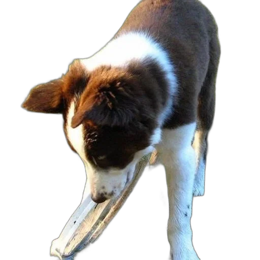animal, staff, creature, weapon transparent PNG cut-out