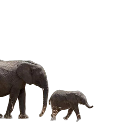 animal, concept art, 3d render, family, elephants, including, baby, elephant transparent PNG cut-out