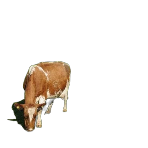 animal, food, crown, creature transparent PNG cut-out