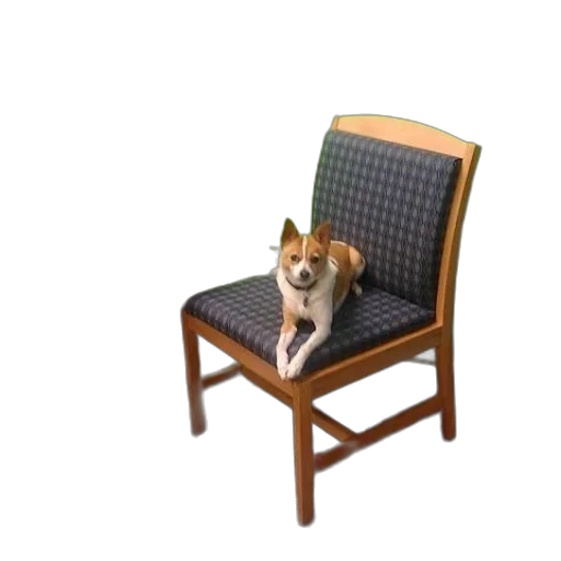 furniture, animal, staff, creature transparent PNG cut-out
