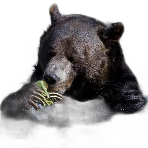 animal, food, creature, photorealistic, concept art, black, bear, seen transparent PNG cut-out