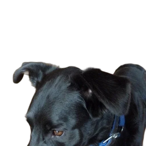 staff, animal, creature, face, photorealistic, black, dog, blue transparent PNG cut-out