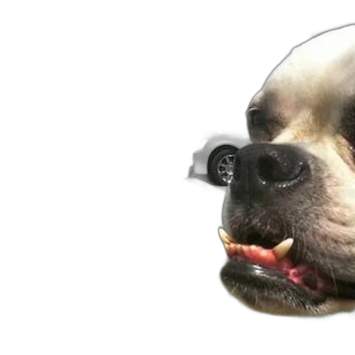 animal, face, creature, staff, photorealistic, 3d render, concept art, vaporwave transparent PNG cut-out