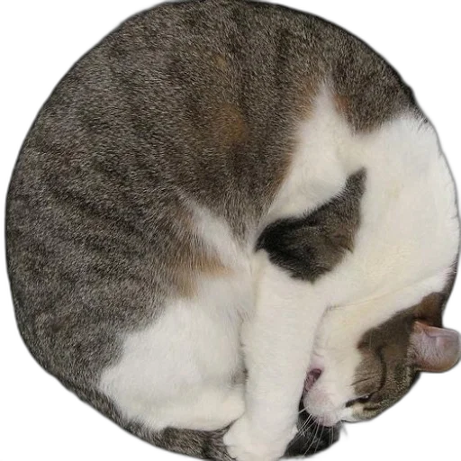 staff, hat, animal, jewelry, photorealistic, 3d render, monochrome, cat transparent PNG cut-out