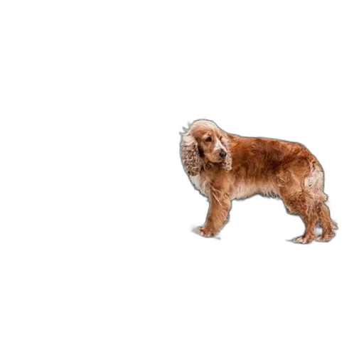 animal, creature, hair, face transparent PNG cut-out