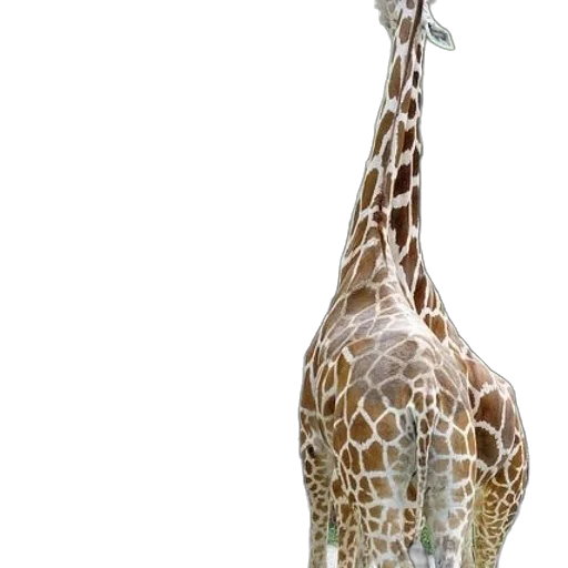 animal, creature, staff, umbrella, 3d render, photorealistic, concept art, watercolor transparent PNG cut-out