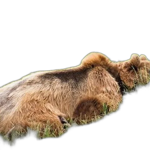 animal, hair, creature, staff, photorealistic, 3d render, concept art, brown transparent PNG cut-out