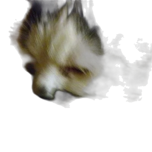 animal, creature, dragon, face transparent PNG cut-out