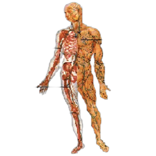 anatomical, diagram, human, body, highlighting, various, parts, such transparent PNG cut-out