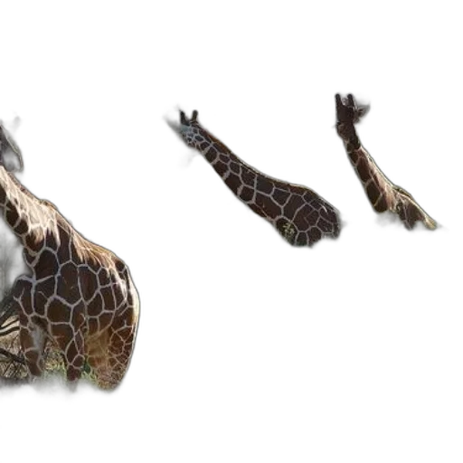 animal, creature, dragon, hair, concept art, 3d render, photorealistic, three transparent PNG cut-out