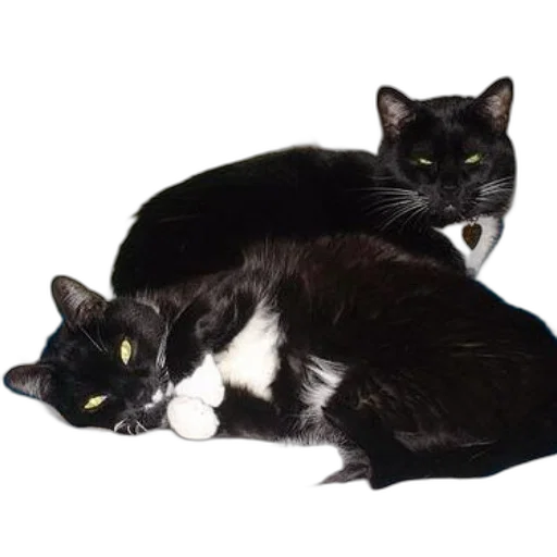animal, photorealistic, two, black transparent PNG cut-out