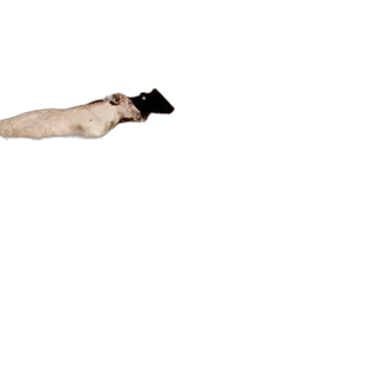 animal, staff, creature, hair, 3d render, photorealistic, concept art, pixel art transparent PNG cut-out