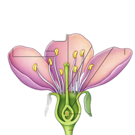 flower, crown, jewelry, staff, pixel art, 3d render, concept art, photorealistic transparent PNG cut-out