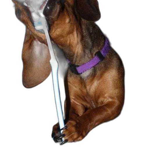 staff, weapon, animal, umbrella, photorealistic, brown, dog, purple transparent PNG cut-out