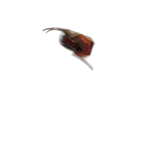 animal, creature, hair, dragon, photorealistic, 3d render, concept art, pixel art transparent PNG cut-out