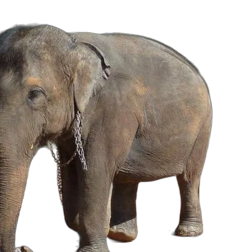 animal, creature, staff, photorealistic, 3d render, concept art, large, elephant transparent PNG cut-out