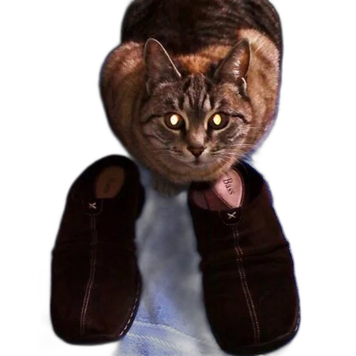 jacket, animal, staff, hat, photorealistic, 3d render, concept art, cat transparent PNG cut-out