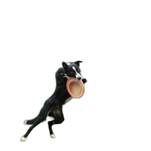 animal, creature, staff, food, 3d render, concept art, photorealistic, black transparent PNG cut-out