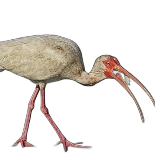 animal, creature, staff, food, concept art, photorealistic, 3d render, white transparent PNG cut-out