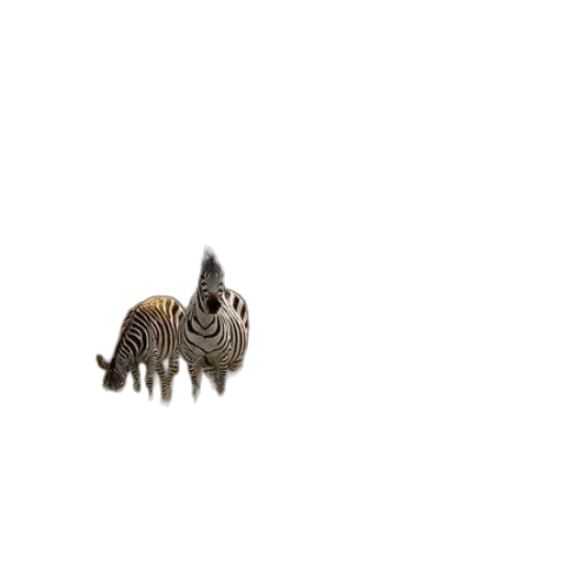 animal, creature, dragon, hair, 3d render, concept art, pixel art, photorealistic transparent PNG cut-out