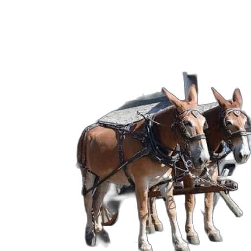 car, furniture, animal, 3d render transparent PNG cut-out