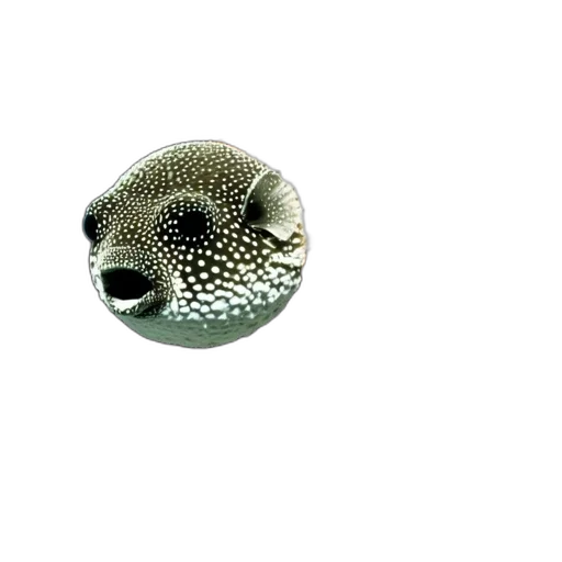 mask, jewelry, hat, animal, 3d render, photorealistic, underwater, earth tones transparent PNG cut-out