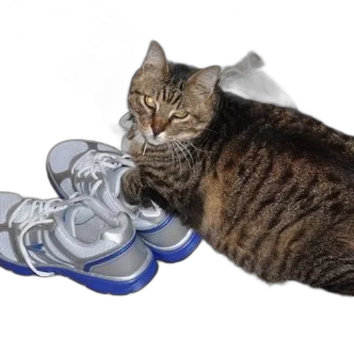 shoes, bottle, weapon, animal, photorealistic, 3d render, vaporwave, cat transparent PNG cut-out