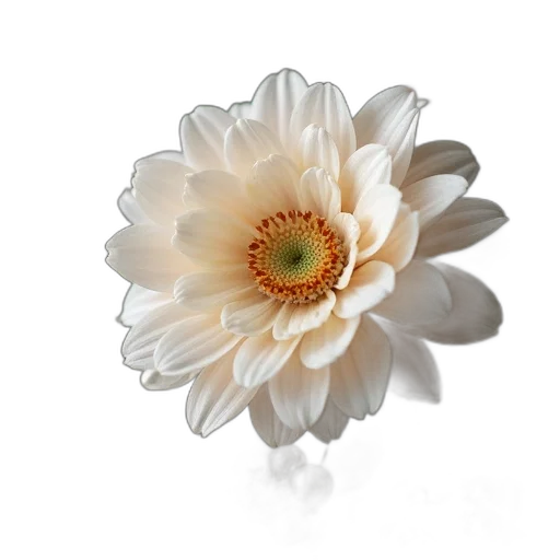 flower, jewelry, crown, staff, photorealistic, 3d render, oil painting, tia transparent PNG cut-out