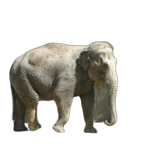 animal, creature, staff, face, photorealistic, 3d render, concept art, oil painting transparent PNG cut-out