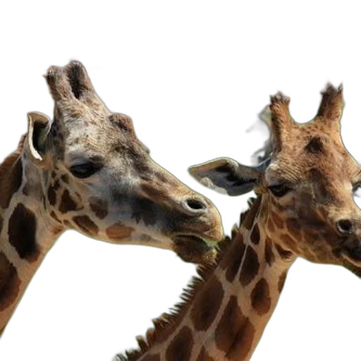 animal, two, giraffes, standing, close, each, other, zoo transparent PNG cut-out