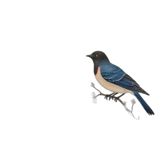 animal, staff, creature, food transparent PNG cut-out