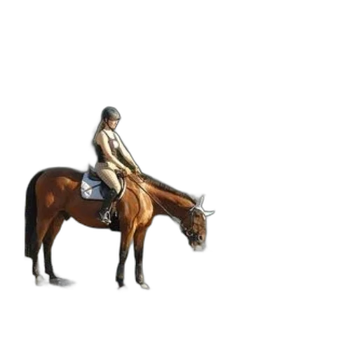 jacket, animal, hat, staff, concept art, photorealistic, 3d render, pixel art transparent PNG cut-out