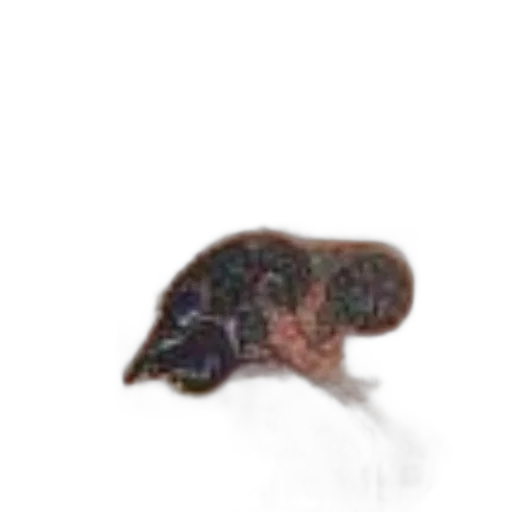 hat, hair, animal, creature, photorealistic, concept art, watercolor, pixel art transparent PNG cut-out