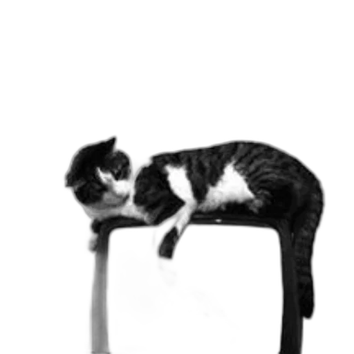 furniture, staff, animal, creature transparent PNG cut-out